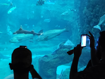 aquarium